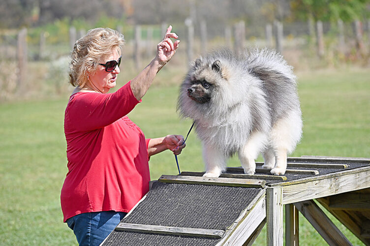 Blair County Dog Park launches fundraising campaign
